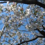 飯田橋駅周辺の桜満開