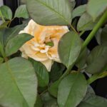 梅雨の合間にパチリ